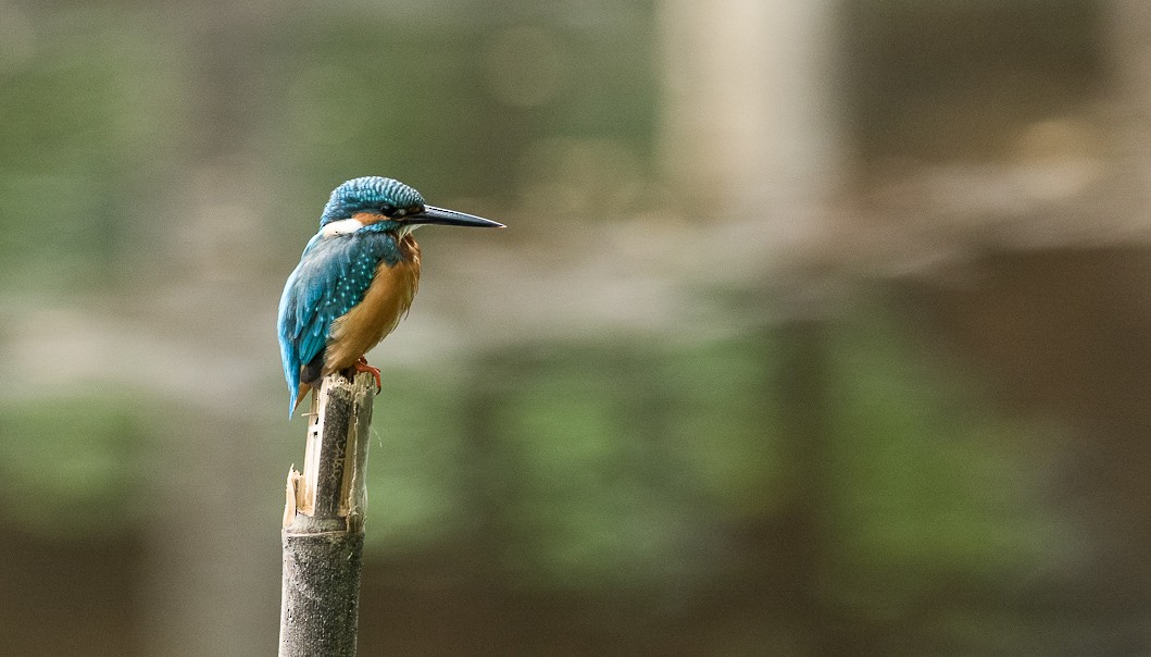 Common Kingfisher (Common) - Forest Botial-Jarvis