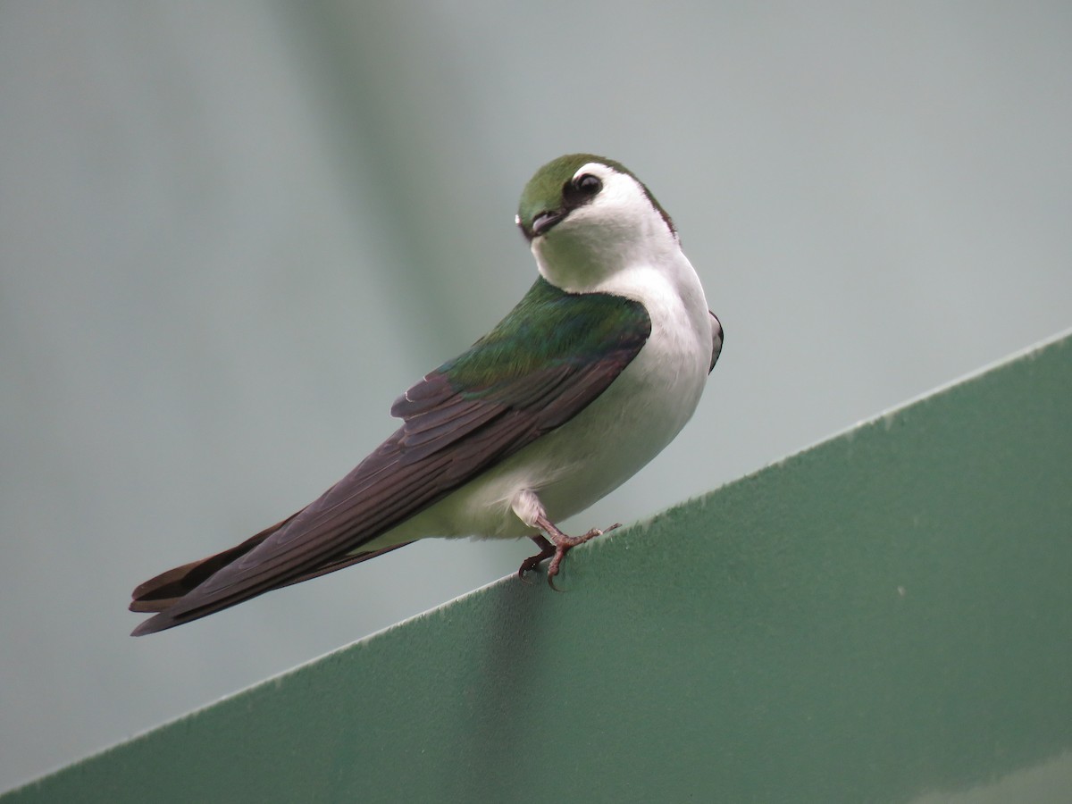 Violet-green Swallow - Andrew Emlen