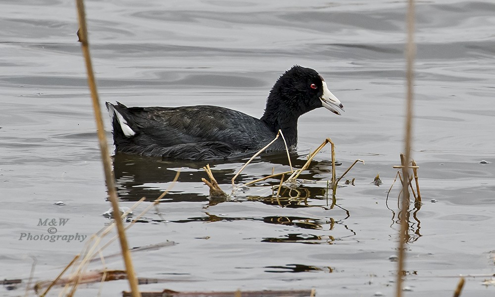 American Coot (Red-shielded) - Wade & Melissa Rowley