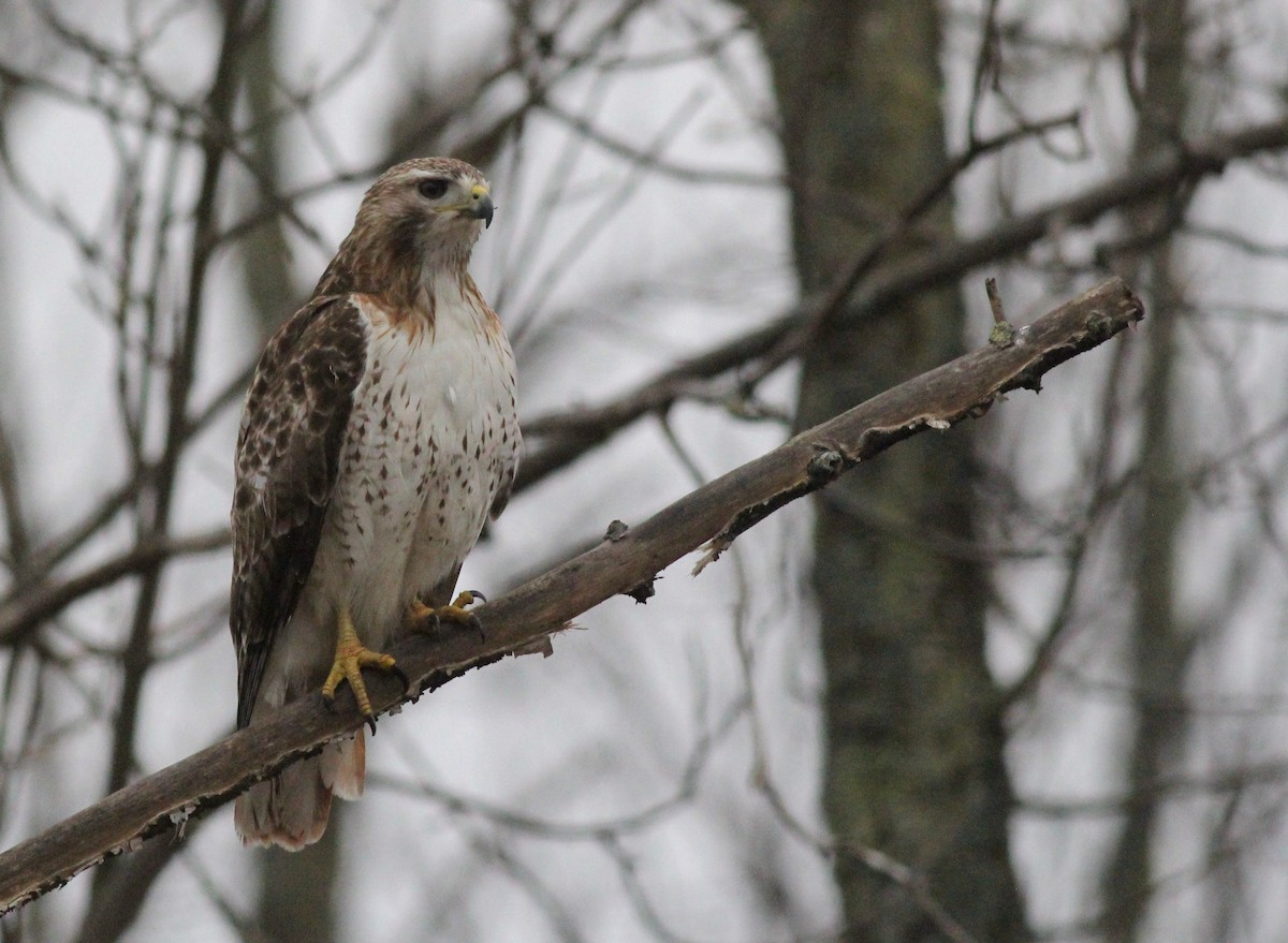 Red-tailed Hawk - ML91909711