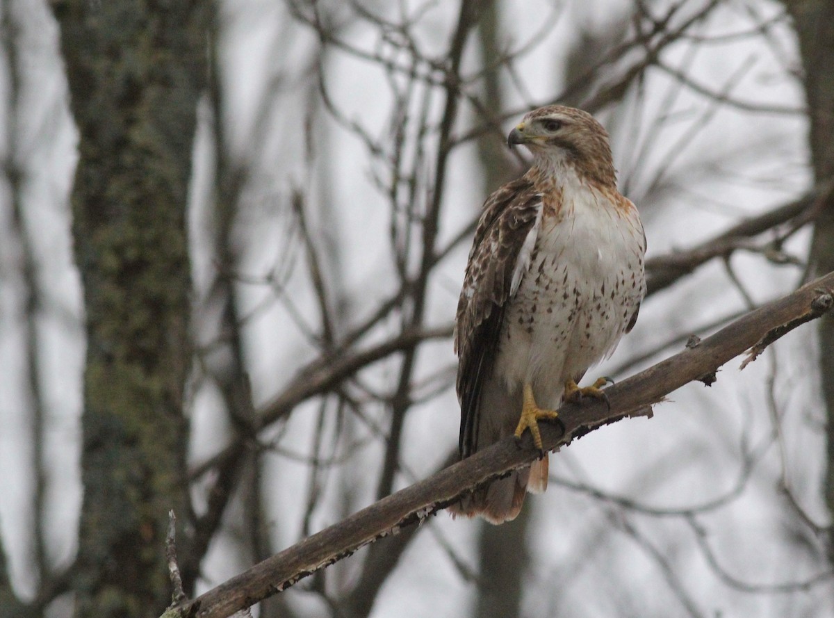 Red-tailed Hawk - ML91909721