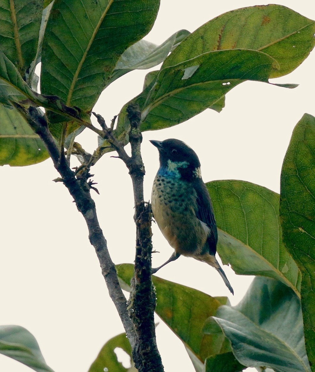 Green-naped Tanager - ML91911581