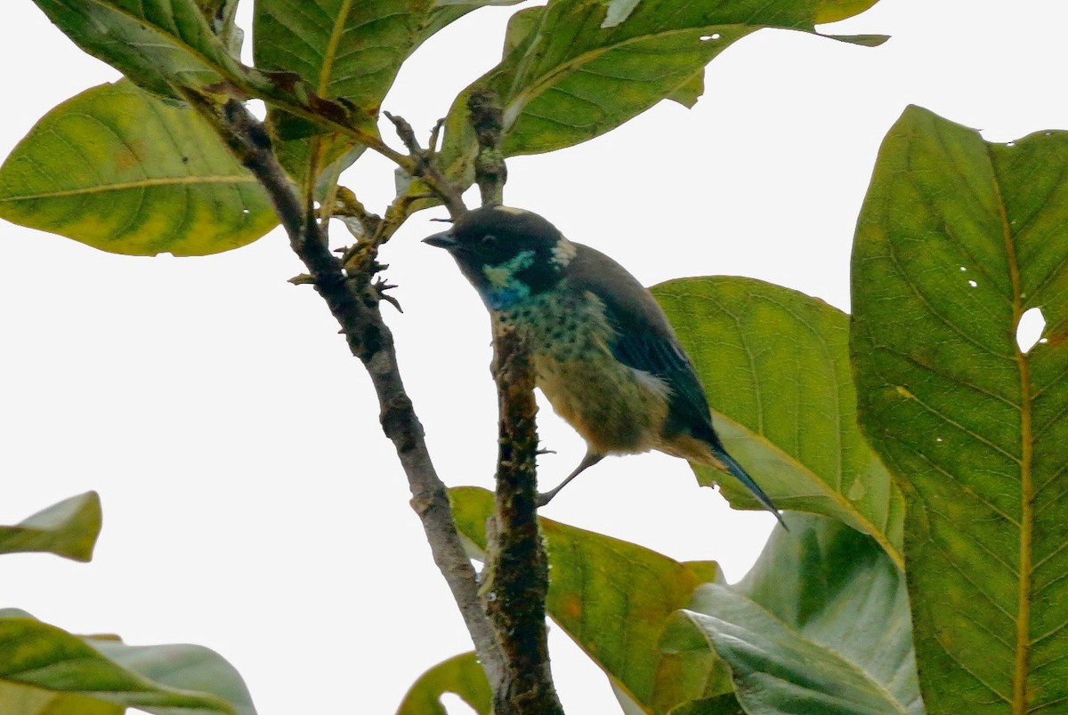 Green-naped Tanager - ML91911591
