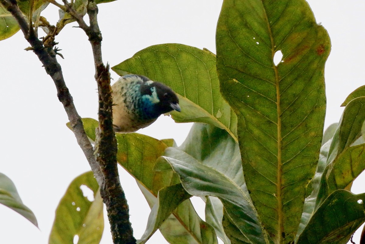 Green-naped Tanager - ML91911601