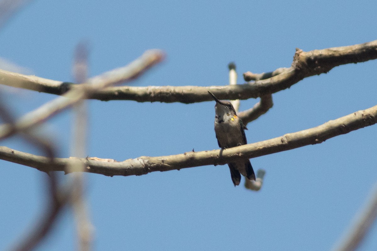Broad-tailed Hummingbird - Morgan Rich
