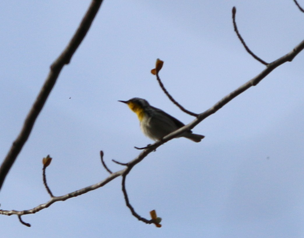 Yellow-throated Warbler - ML91917151
