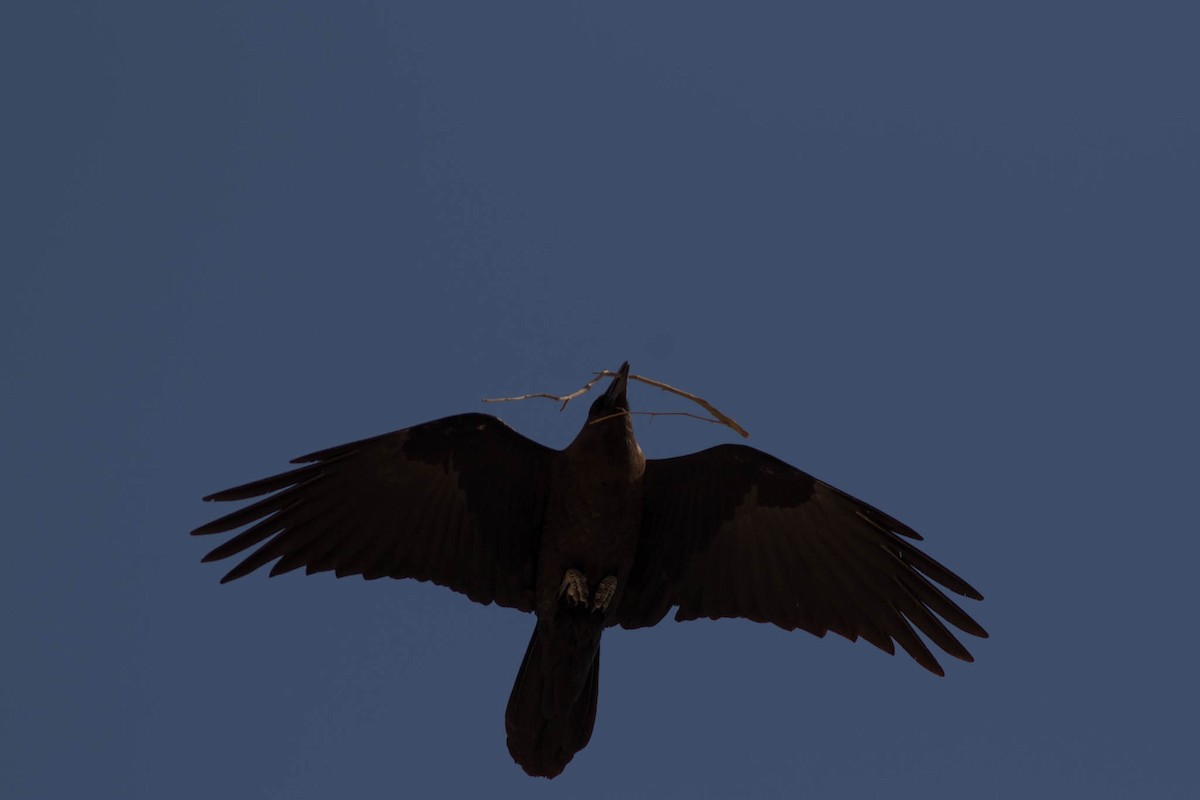 Brown-necked Raven - ML91921841