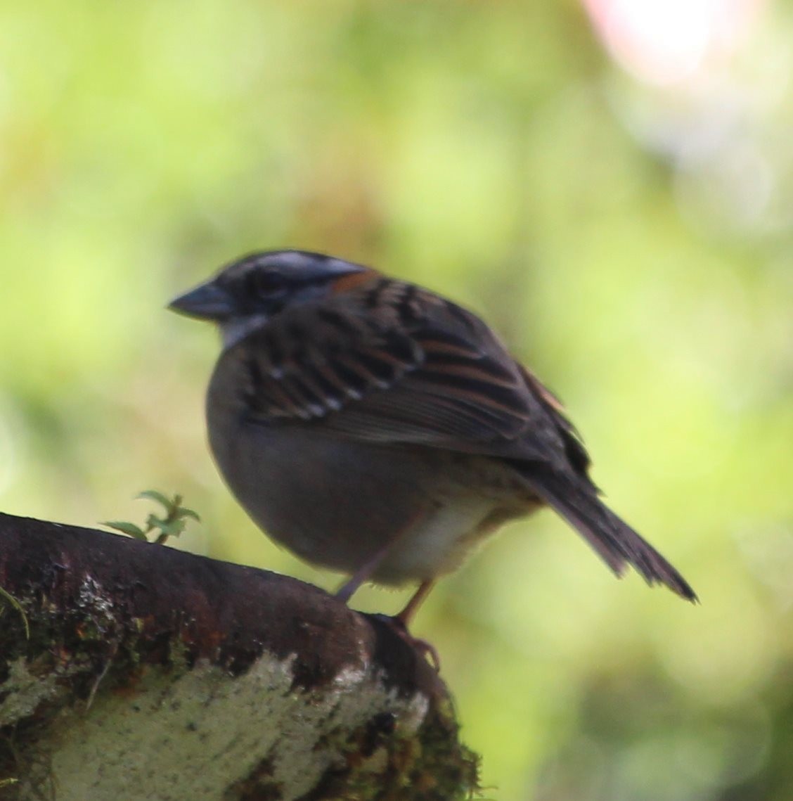 Rufous-collared Sparrow - ML91922821