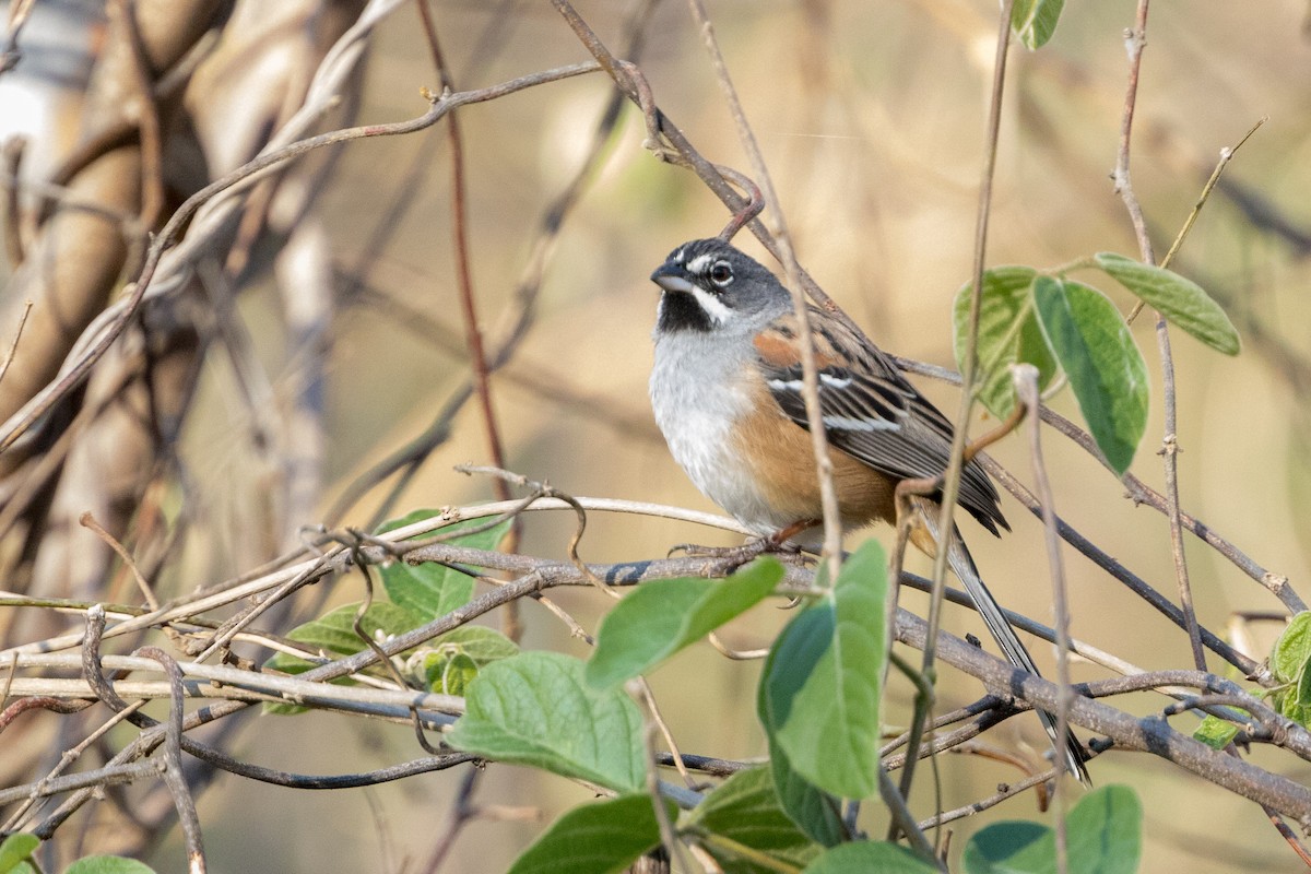 Bridled Sparrow - Cory Gregory