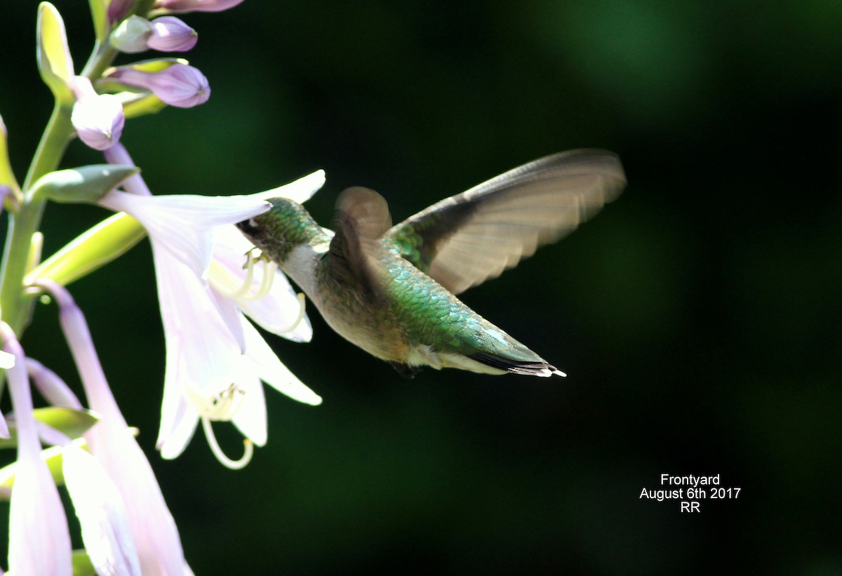 Ruby-throated Hummingbird - Rocky Rhoads