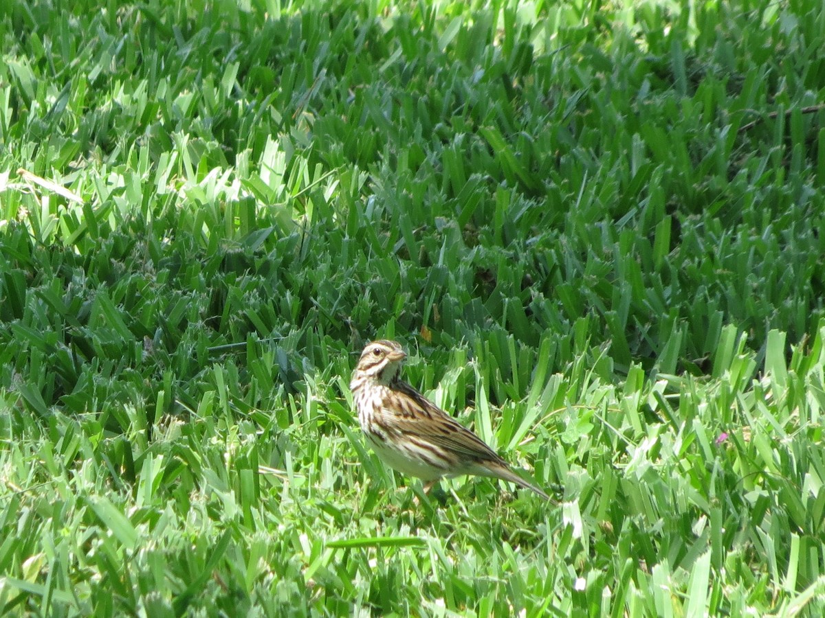 Savannah Sparrow - ML91928971