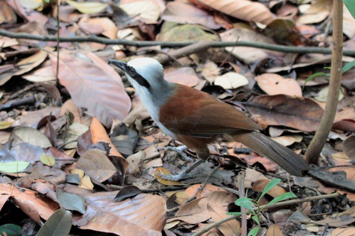 White-crested Laughingthrush - Fadzrun A.
