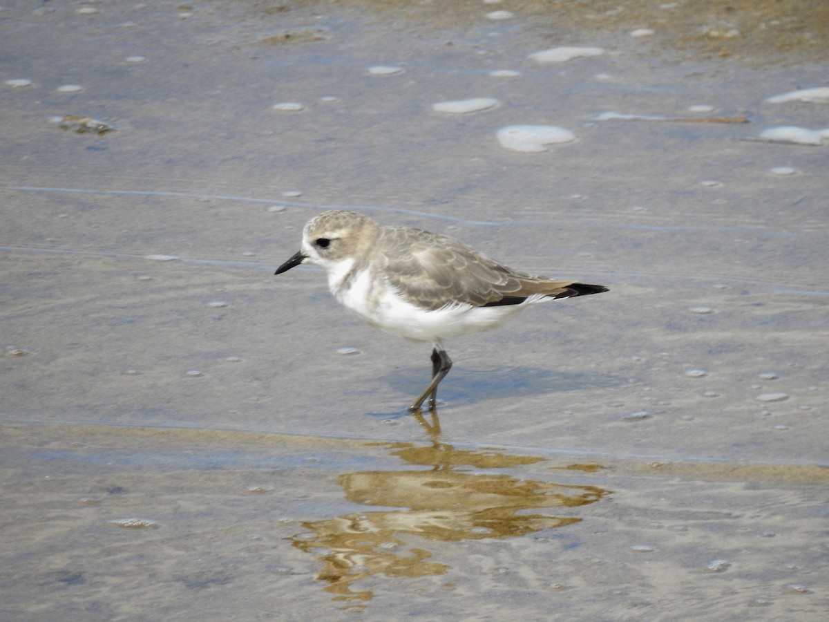 Two-banded Plover - ML91933601