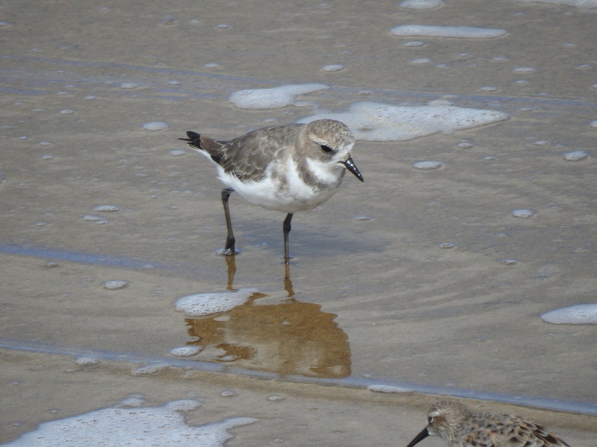 Two-banded Plover - ML91933711