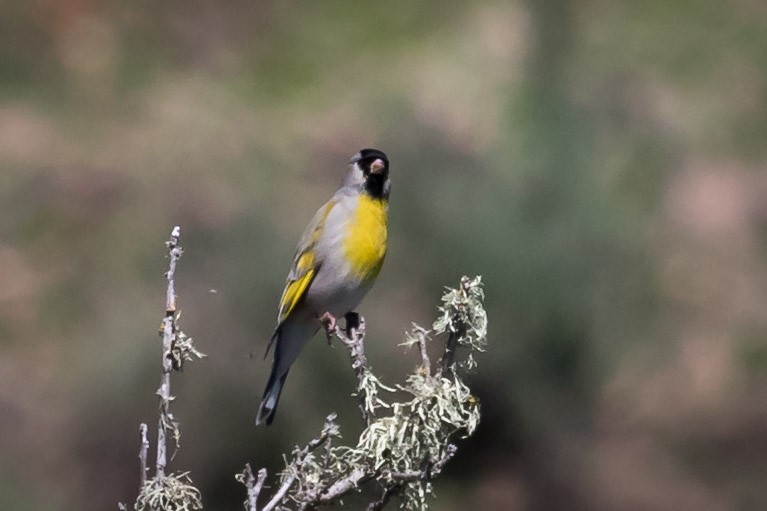 Lawrence's Goldfinch - ML91934361