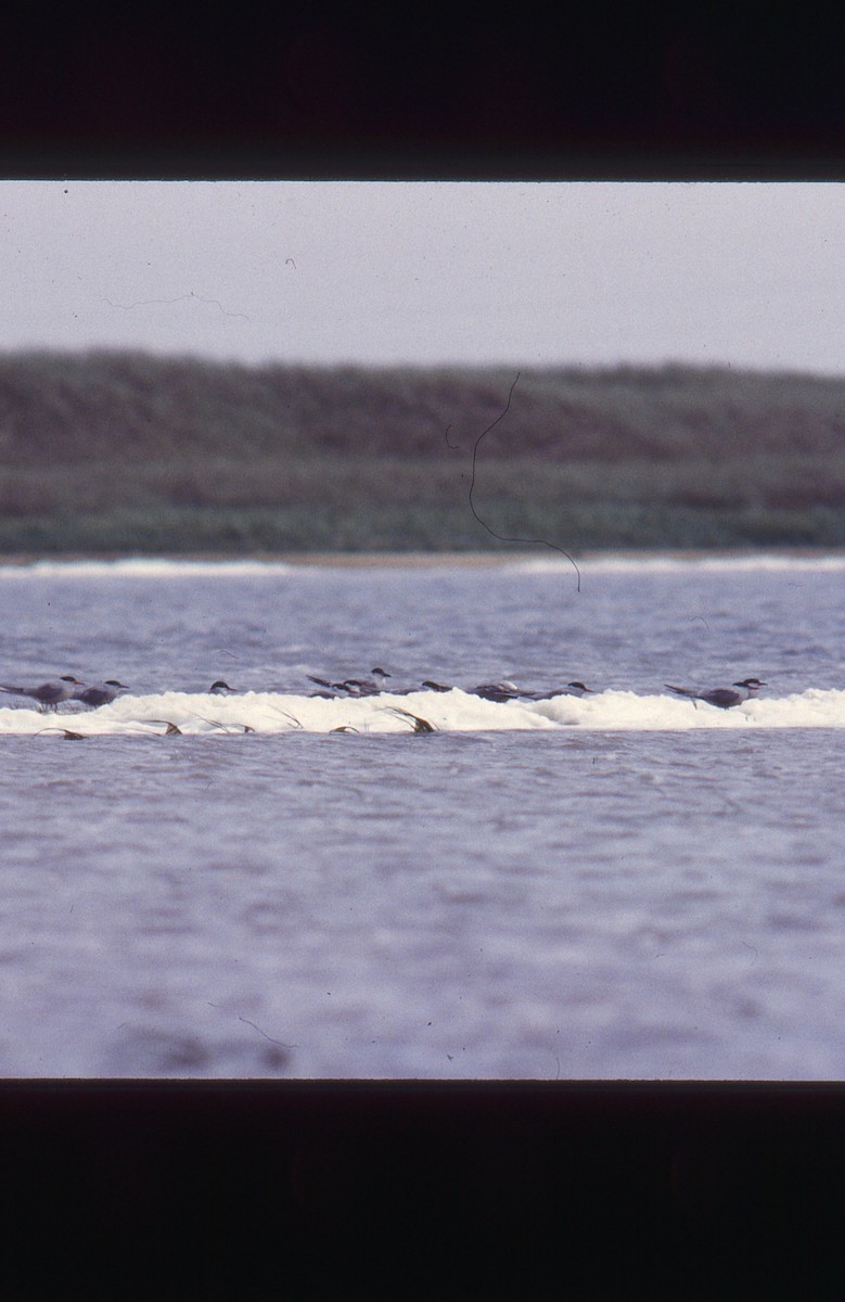 Gull-billed Tern - François Shaffer