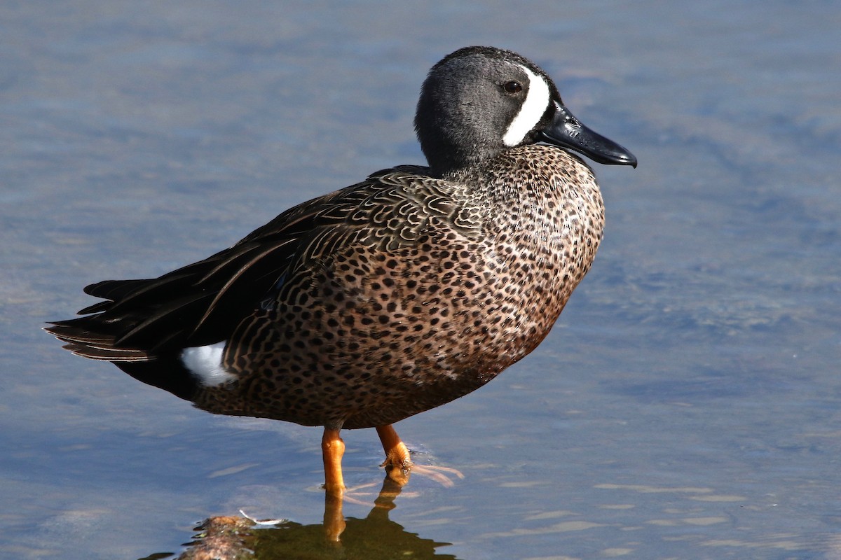Blue-winged Teal - ML91935861