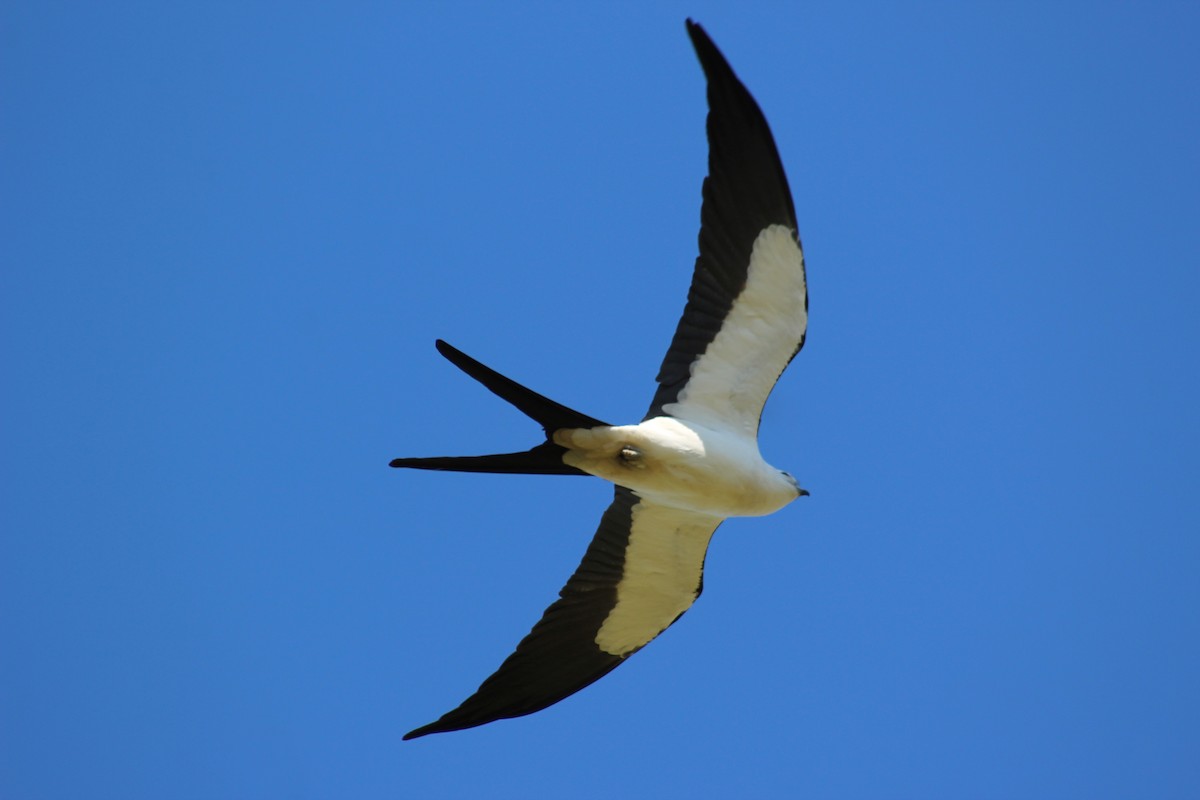 Swallow-tailed Kite - Marie Chappell