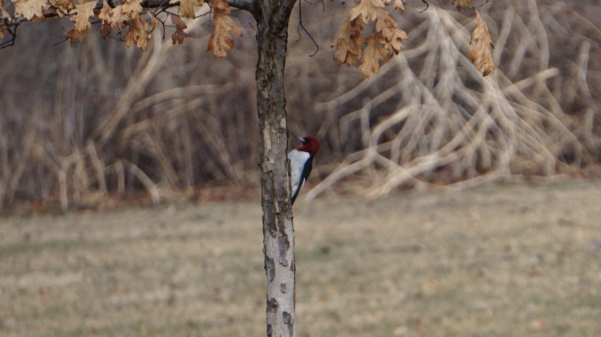 Red-headed Woodpecker - ML91937321