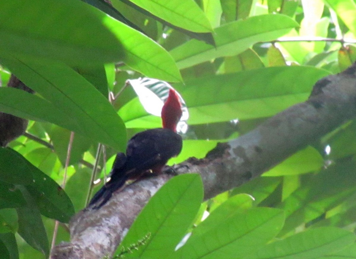 Red-necked Woodpecker - Karen Halliday