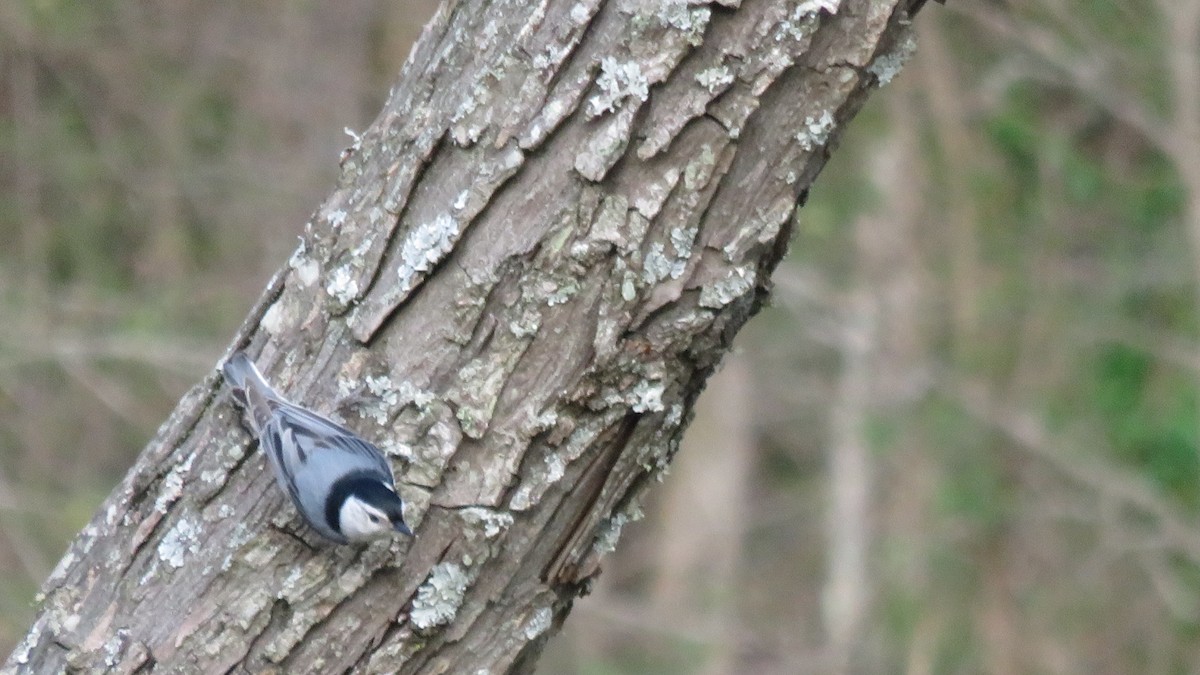 White-breasted Nuthatch - ML91938771