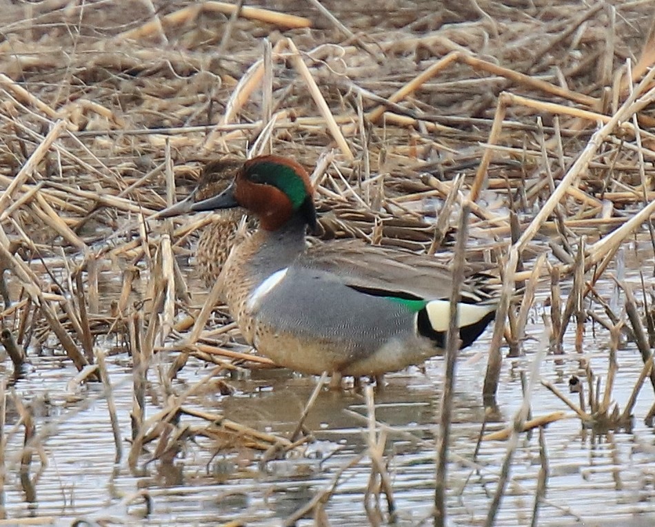 Green-winged Teal - ML91938871