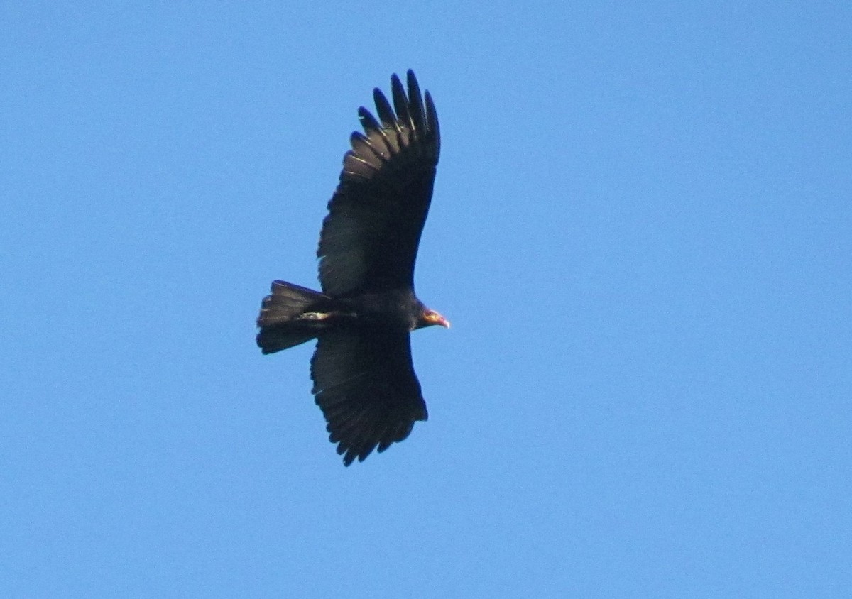 Greater Yellow-headed Vulture - ML91939611
