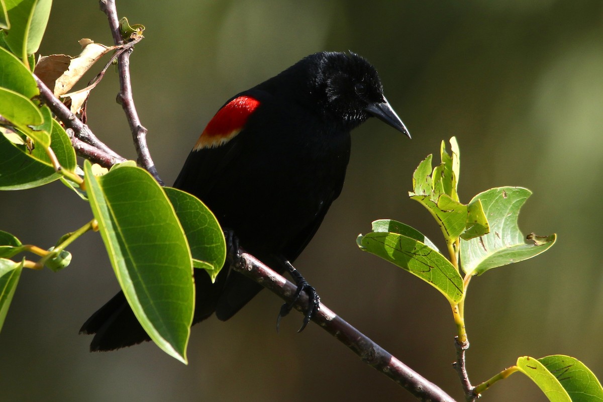 Red-winged Blackbird - ML91939931