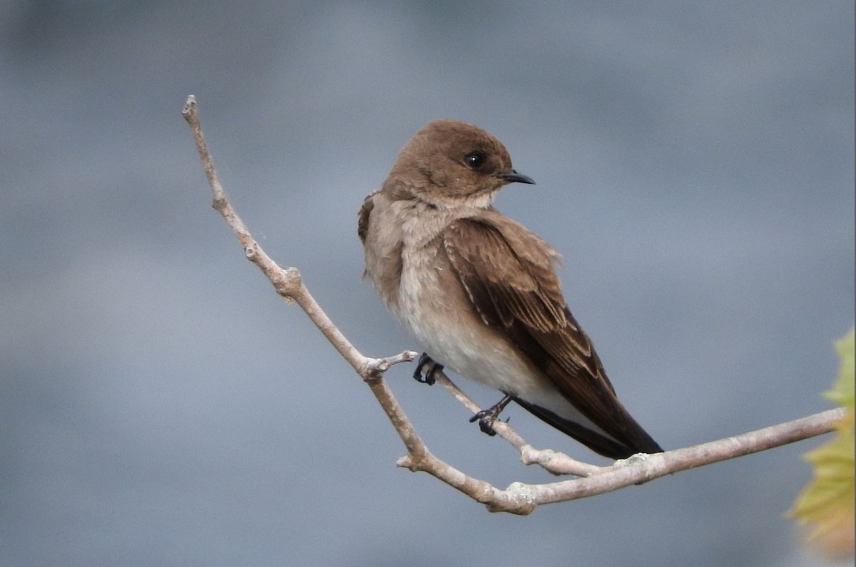 Northern Rough-winged Swallow - ML91943531