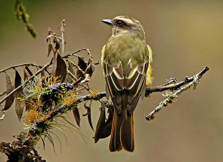 Golden-crowned Flycatcher - ML91943861