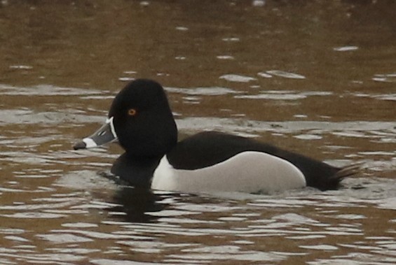 Ring-necked Duck - ML91945291