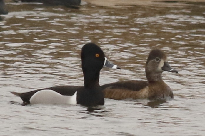 Ring-necked Duck - ML91945301