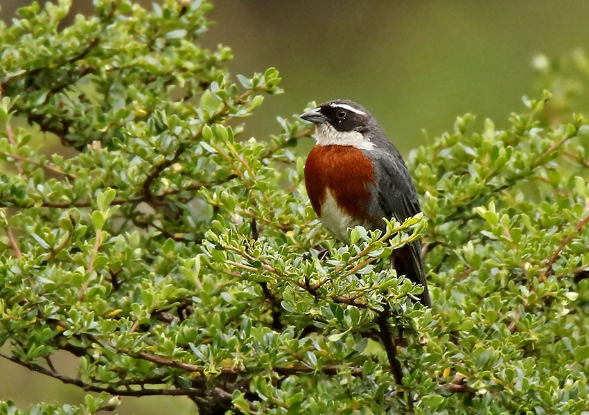 Chestnut-breasted Mountain Finch - ML91948401