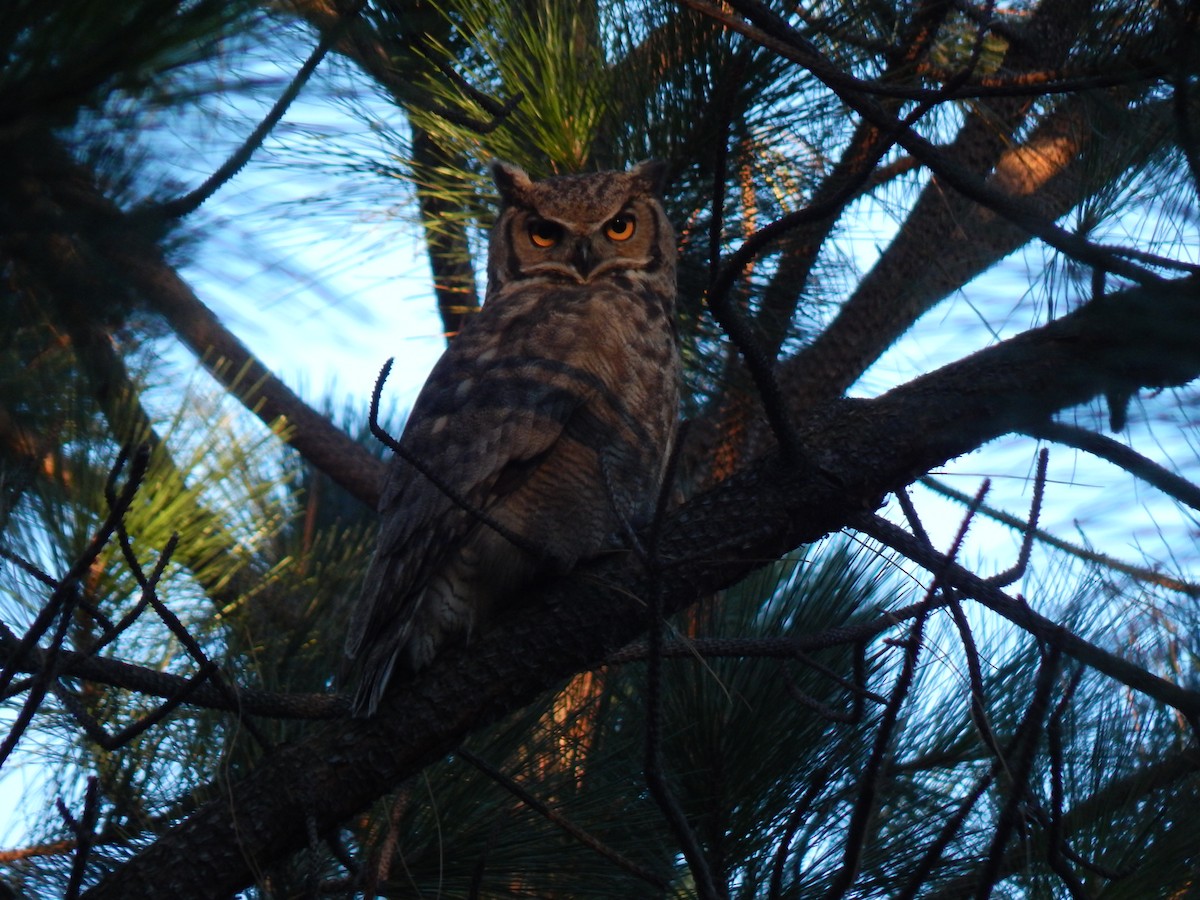 Lesser Horned Owl - ML91948901