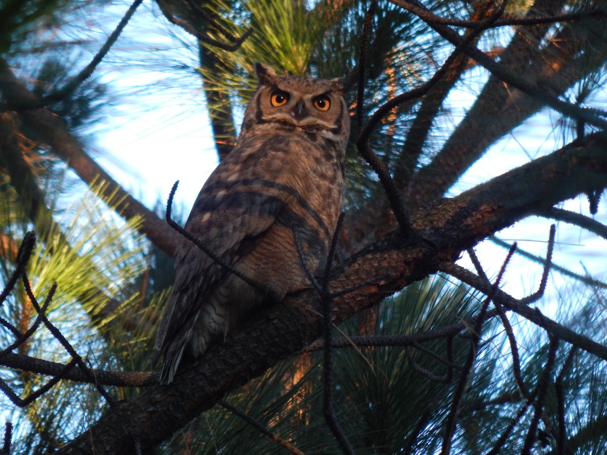 Lesser Horned Owl - ML91948911