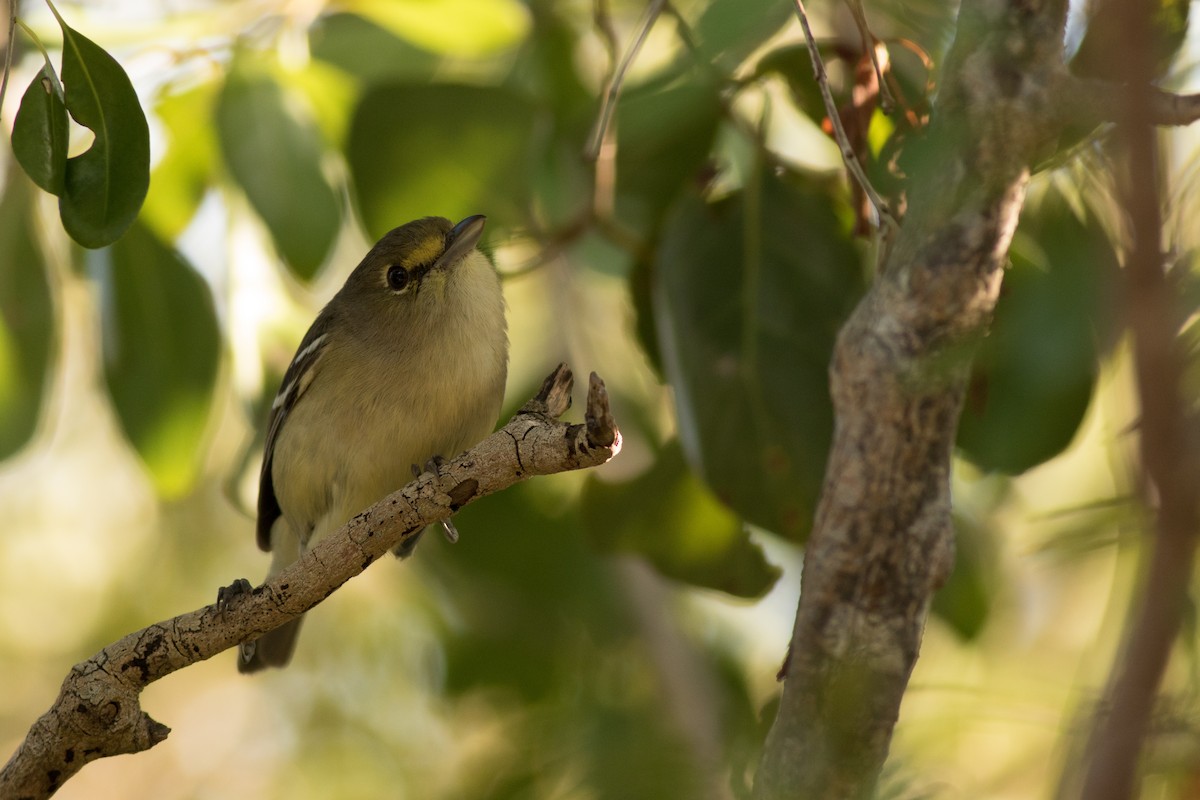 Thick-billed Vireo - Max McCarthy