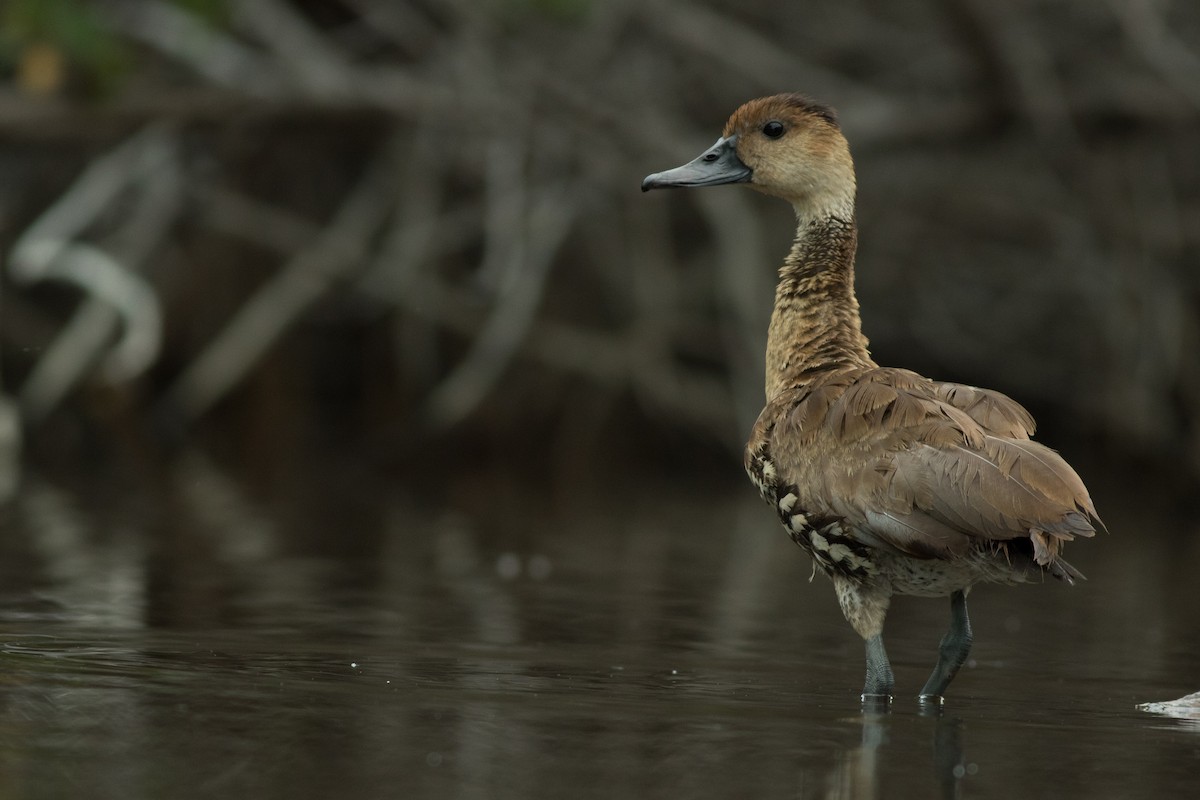 West Indian Whistling-Duck - ML91950691