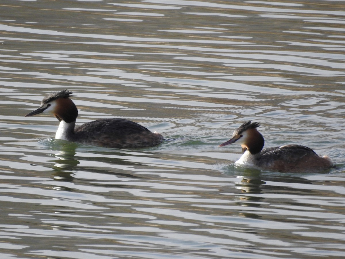 Great Crested Grebe - ML91950781