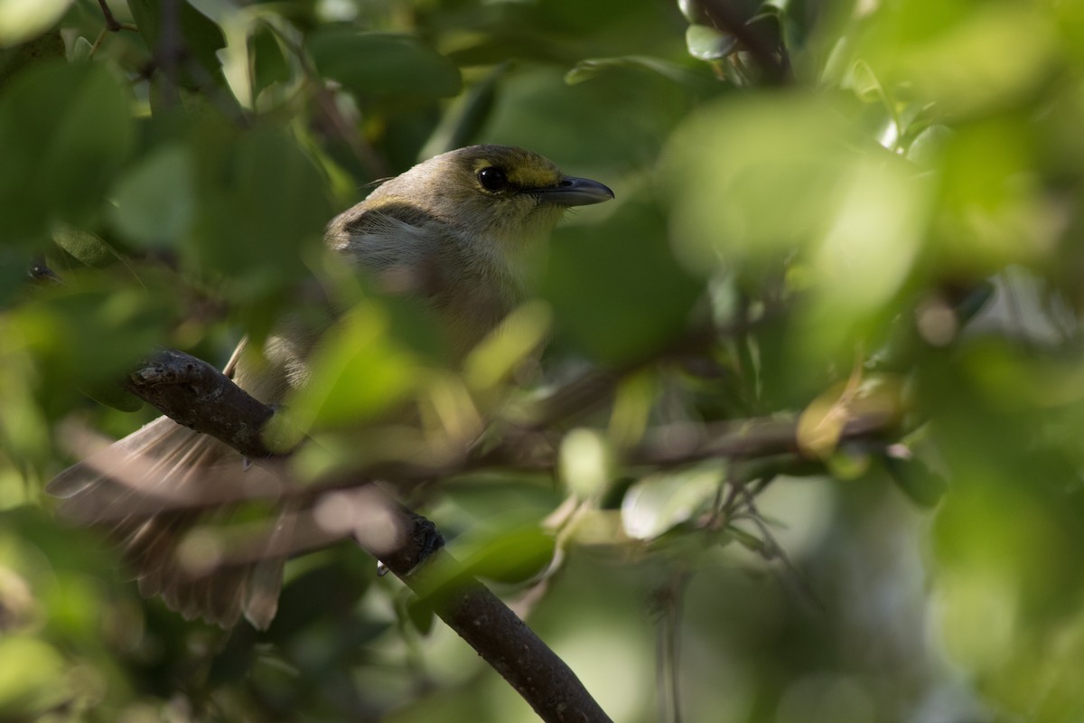 Thick-billed Vireo - ML91951621