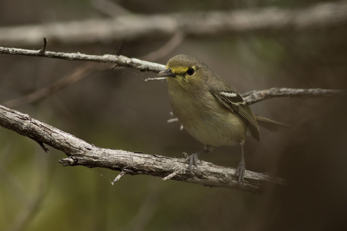 Thick-billed Vireo - ML91951651