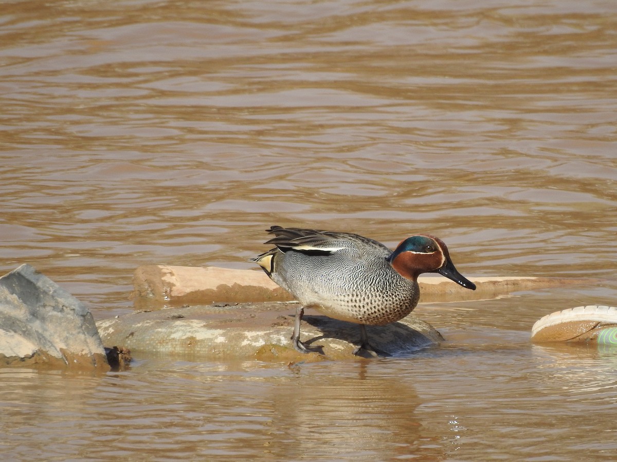 Green-winged Teal - ML91952681