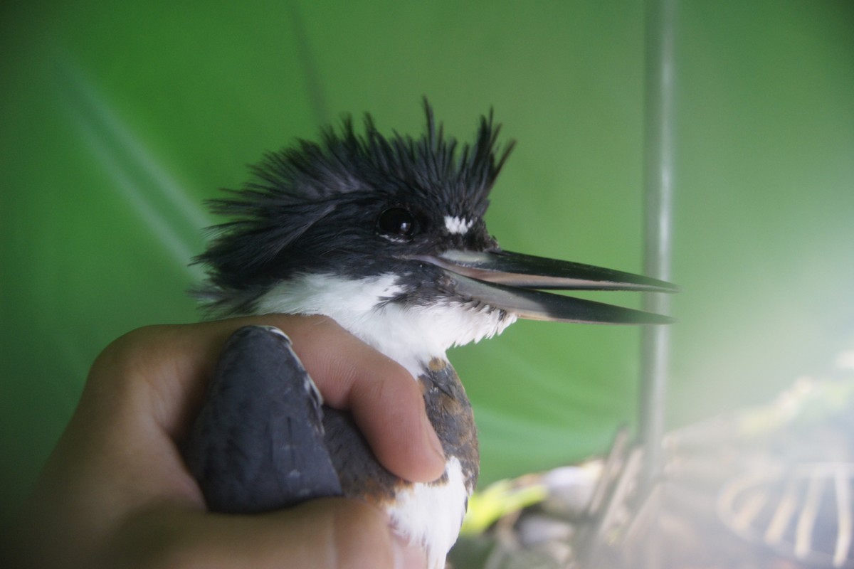 Belted Kingfisher - ML91953501