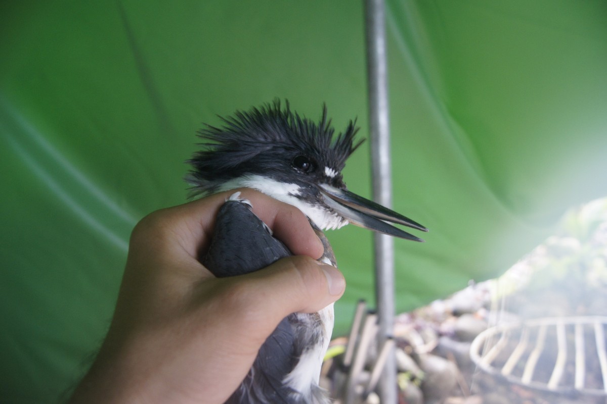 Belted Kingfisher - ML91953611
