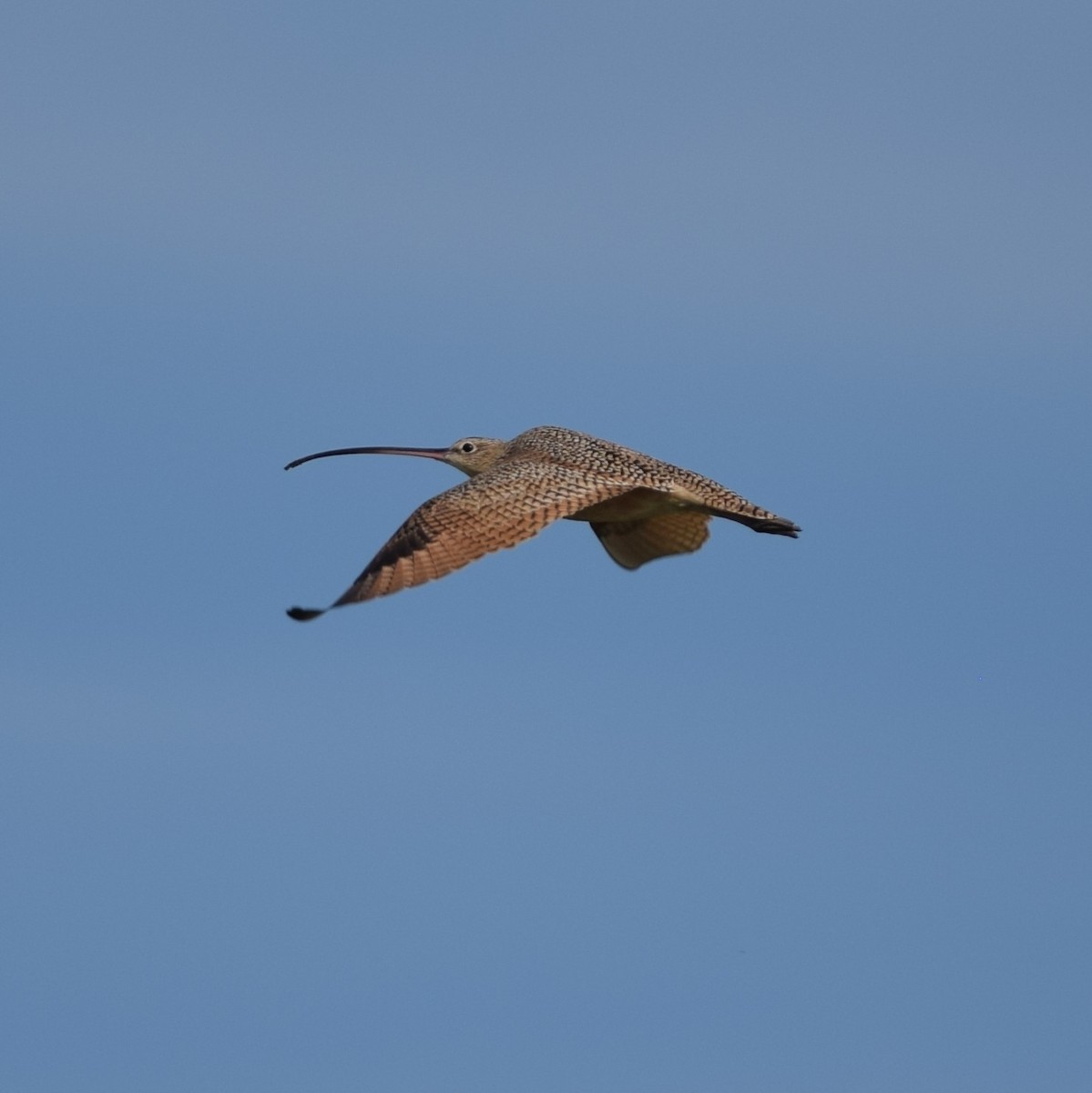 Long-billed Curlew - ML91953621