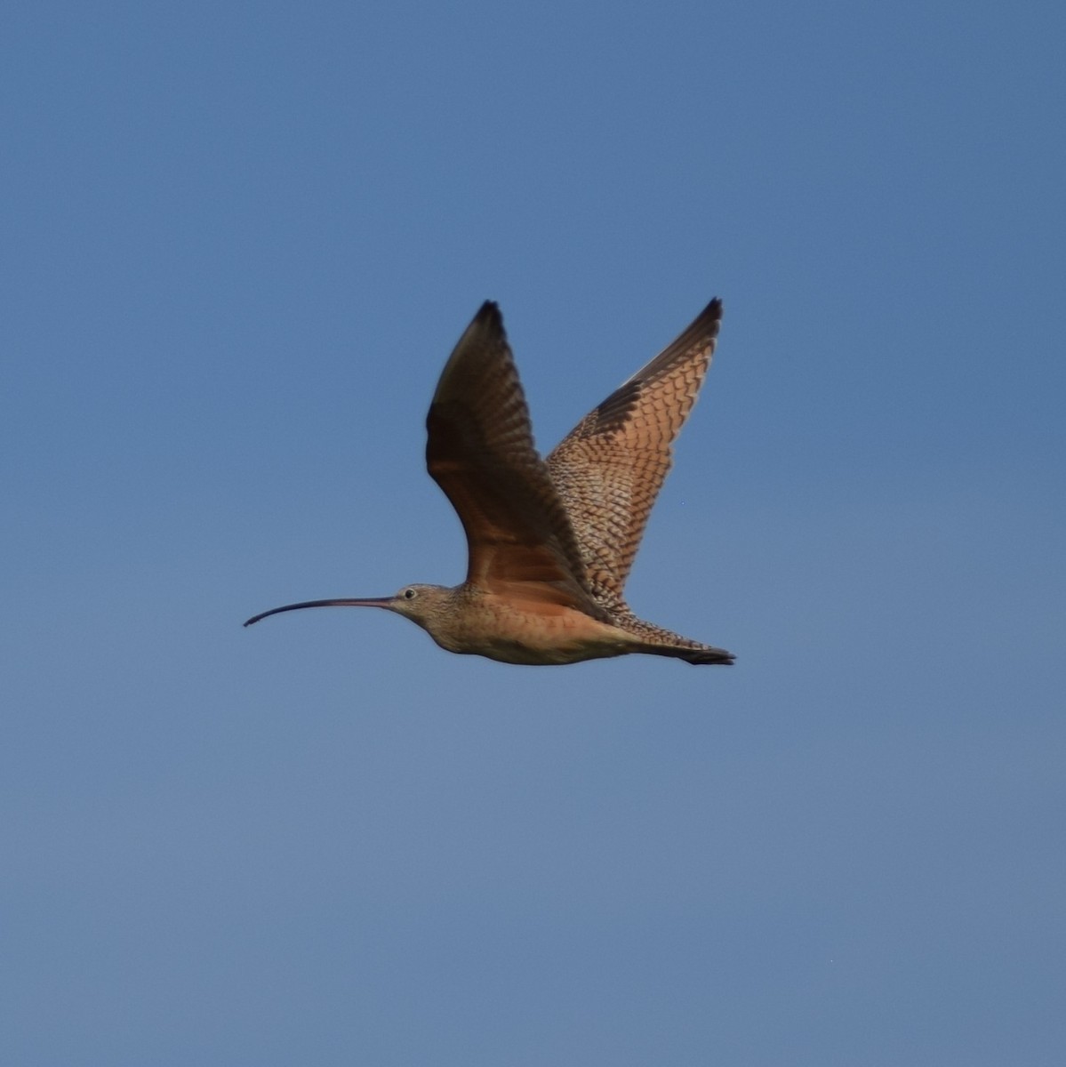 Long-billed Curlew - ML91953651
