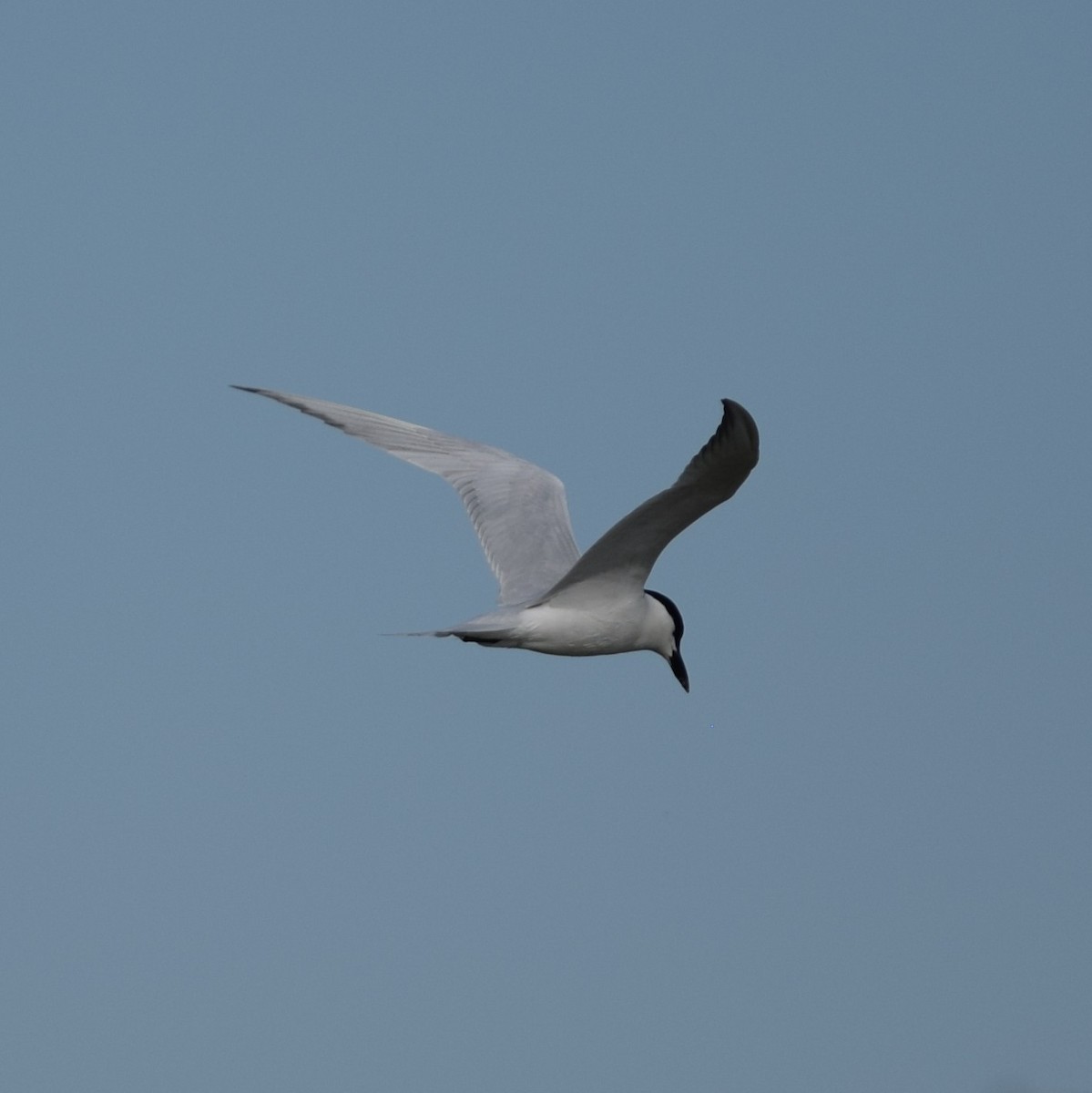 Gull-billed Tern - Manuel Morales