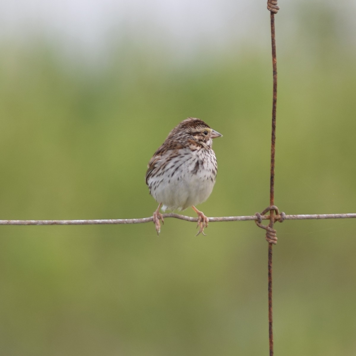 Savannah Sparrow (Savannah) - ML91953931
