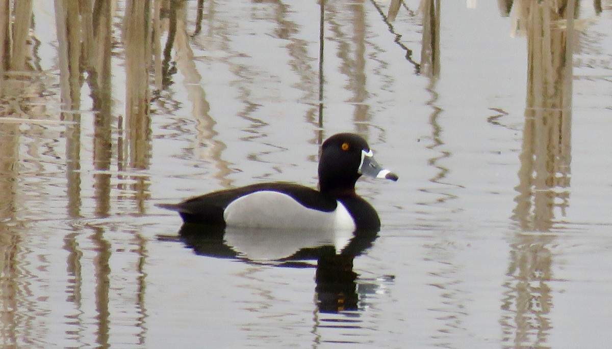 Ring-necked Duck - Michael Good