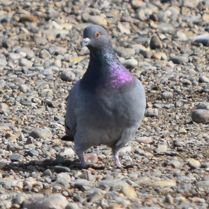Rock Pigeon (Feral Pigeon) - Gillian  Richards