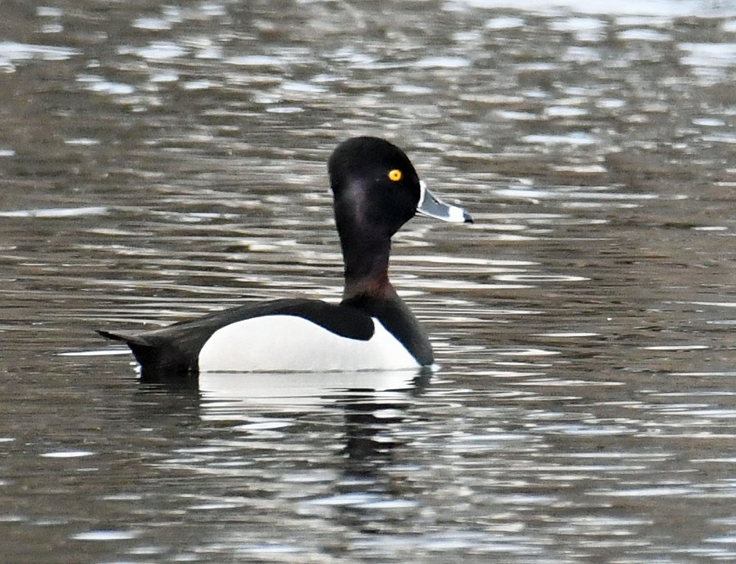 Ring-necked Duck - Tess  Nelkie